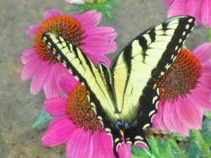 2015-08-23 19.36.21 (2)