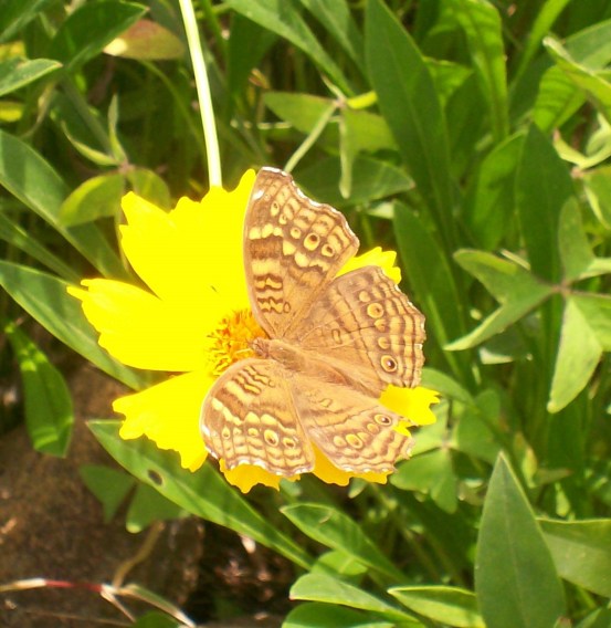 butterfly and daisy 5.jpg