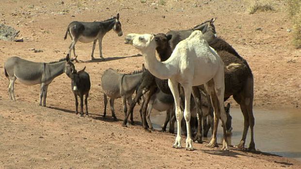 camels-including-rare-white-one-and-donkeys-at-watering-hole-merzouga-video-id91276247