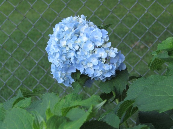 July Hydrangea