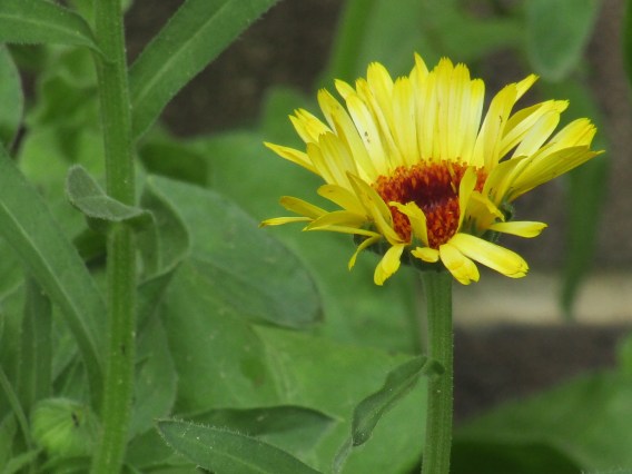 July Yellow Daisy